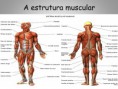 /album/sistema-muscular/diapositivo3-jpg/