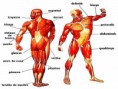 /album/sistema-muscular/diapositivo4-jpg/